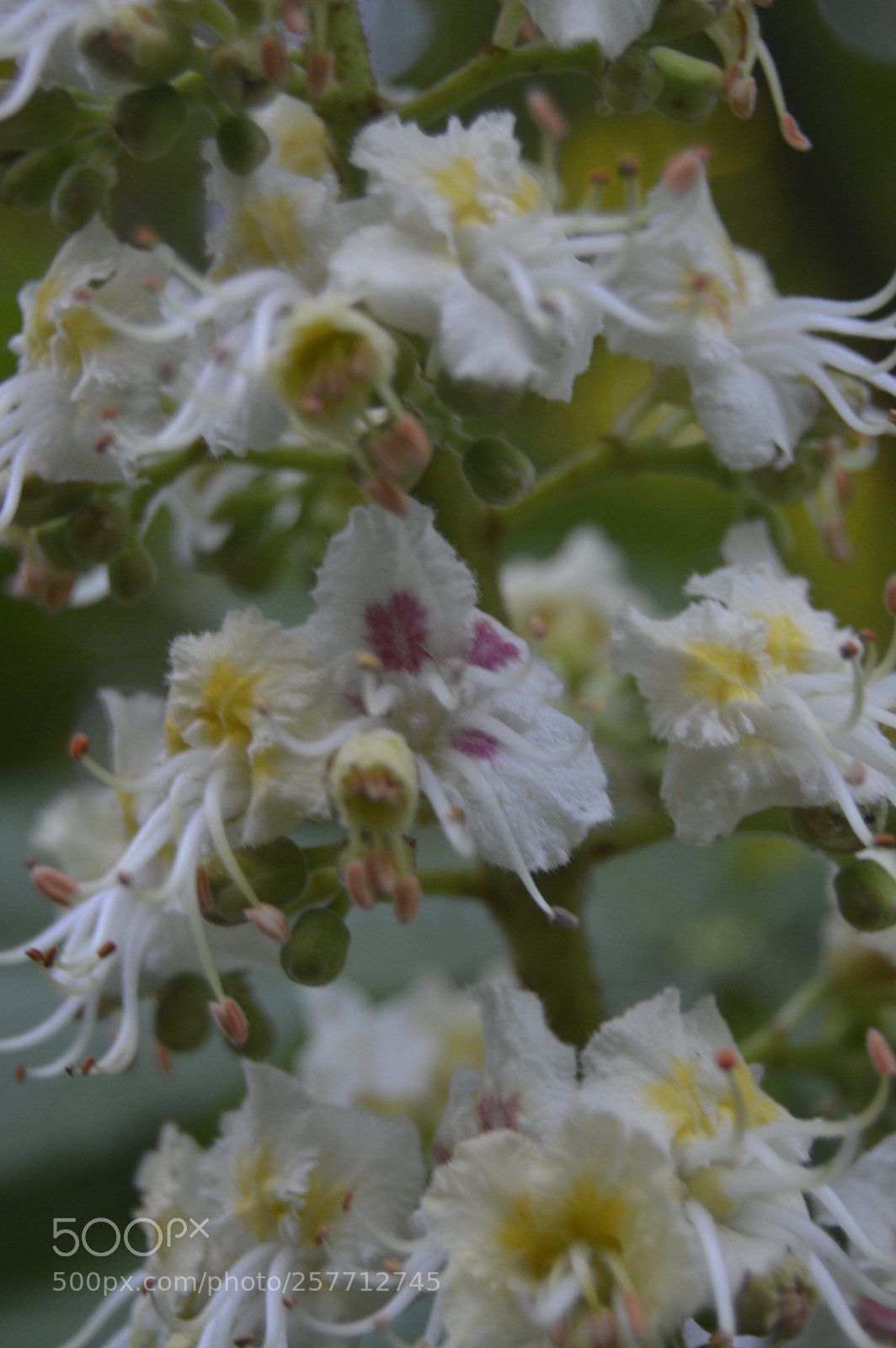 Nikon D3200 sample photo. Dansk natur photography