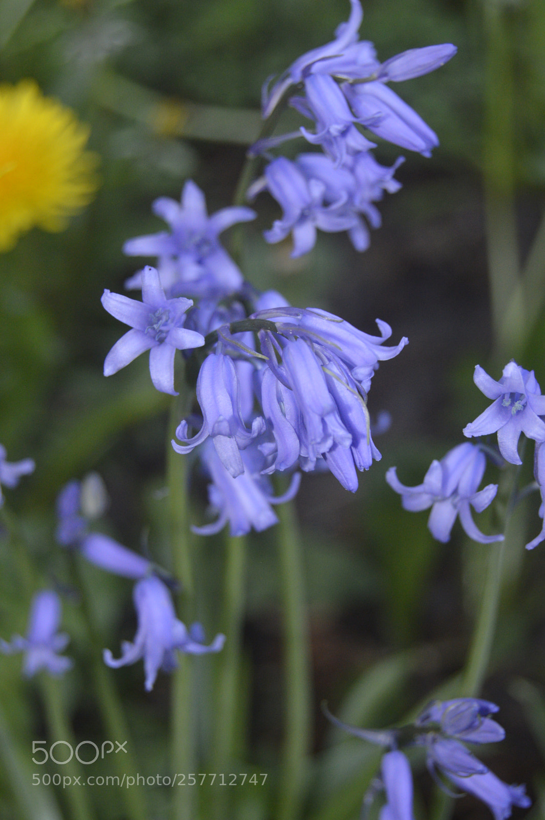 Nikon D3200 sample photo. Dansk natur photography