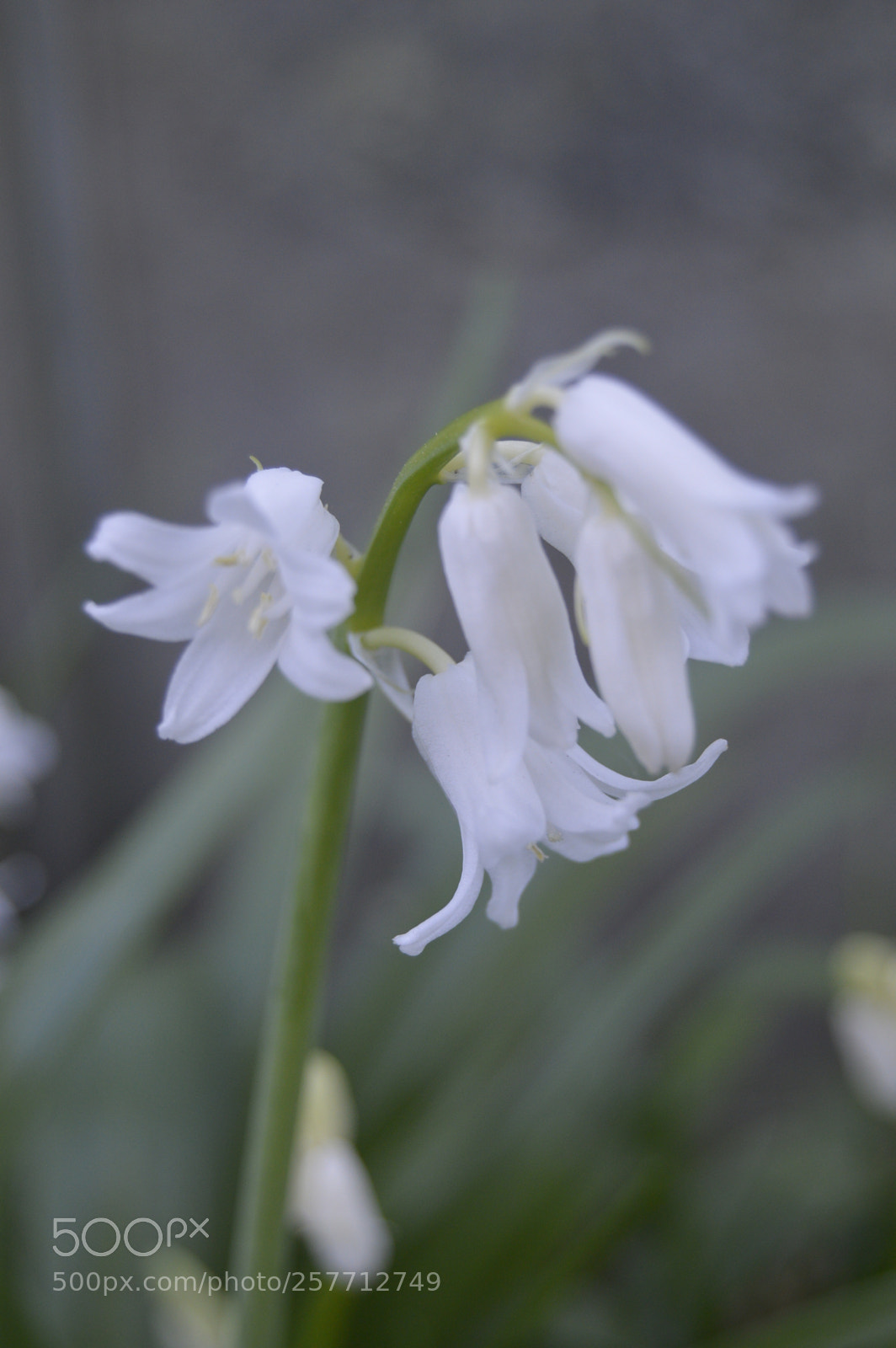 Nikon D3200 sample photo. Dansk natur photography