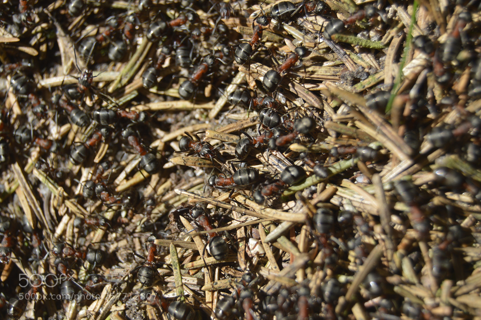 Nikon D3200 sample photo. Dansk natur photography