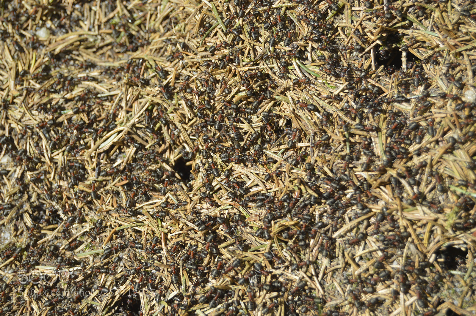 Nikon D3200 sample photo. Dansk natur photography