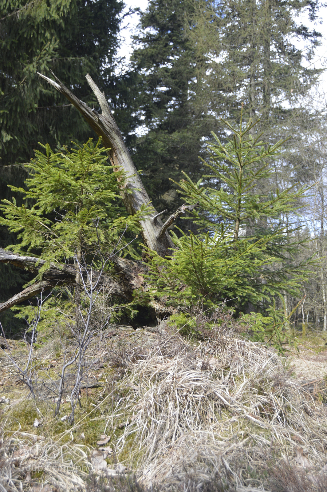Nikon D3200 sample photo. Dansk natur photography