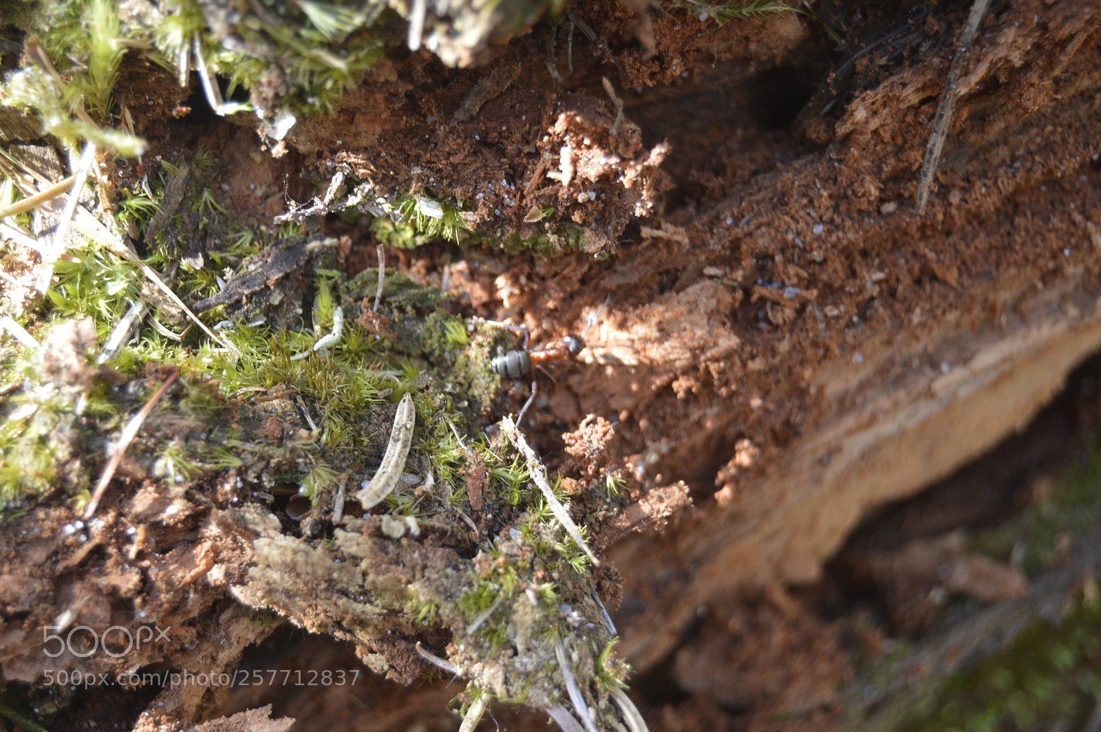 Nikon D3200 sample photo. Dansk natur photography