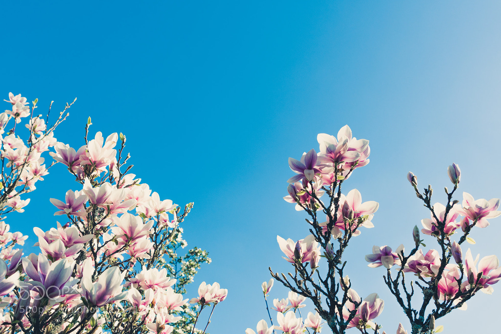 Nikon D500 sample photo. Spring flora photography