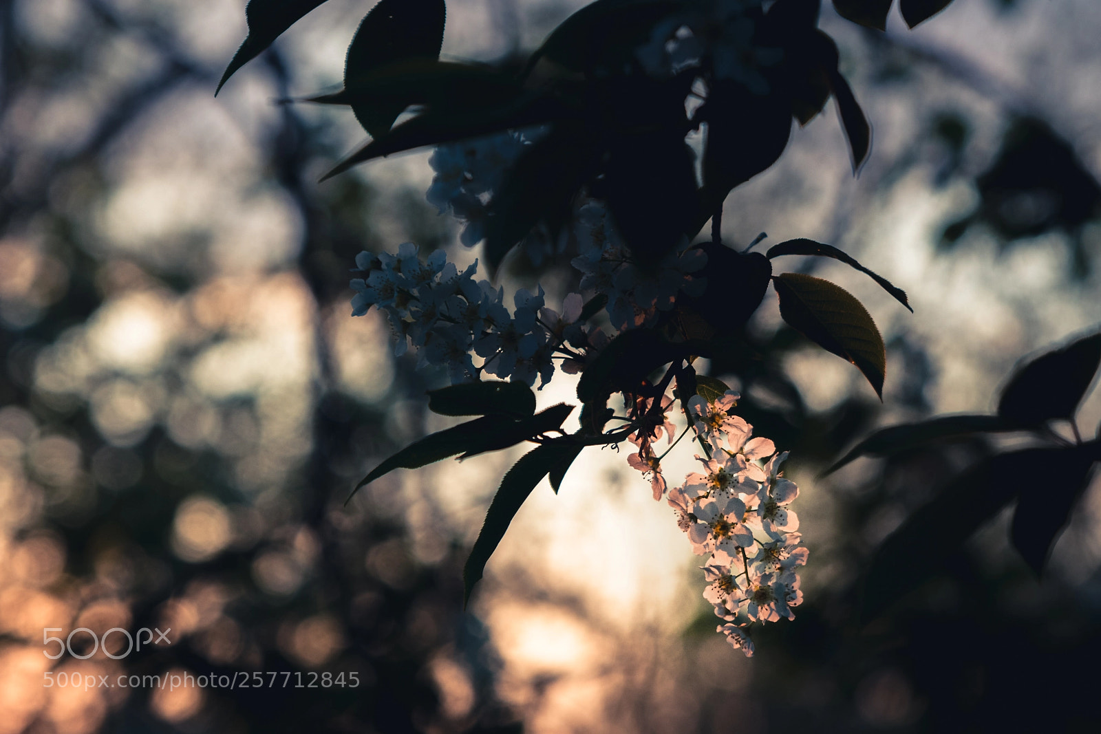 Nikon D500 sample photo. Sunset flora photography