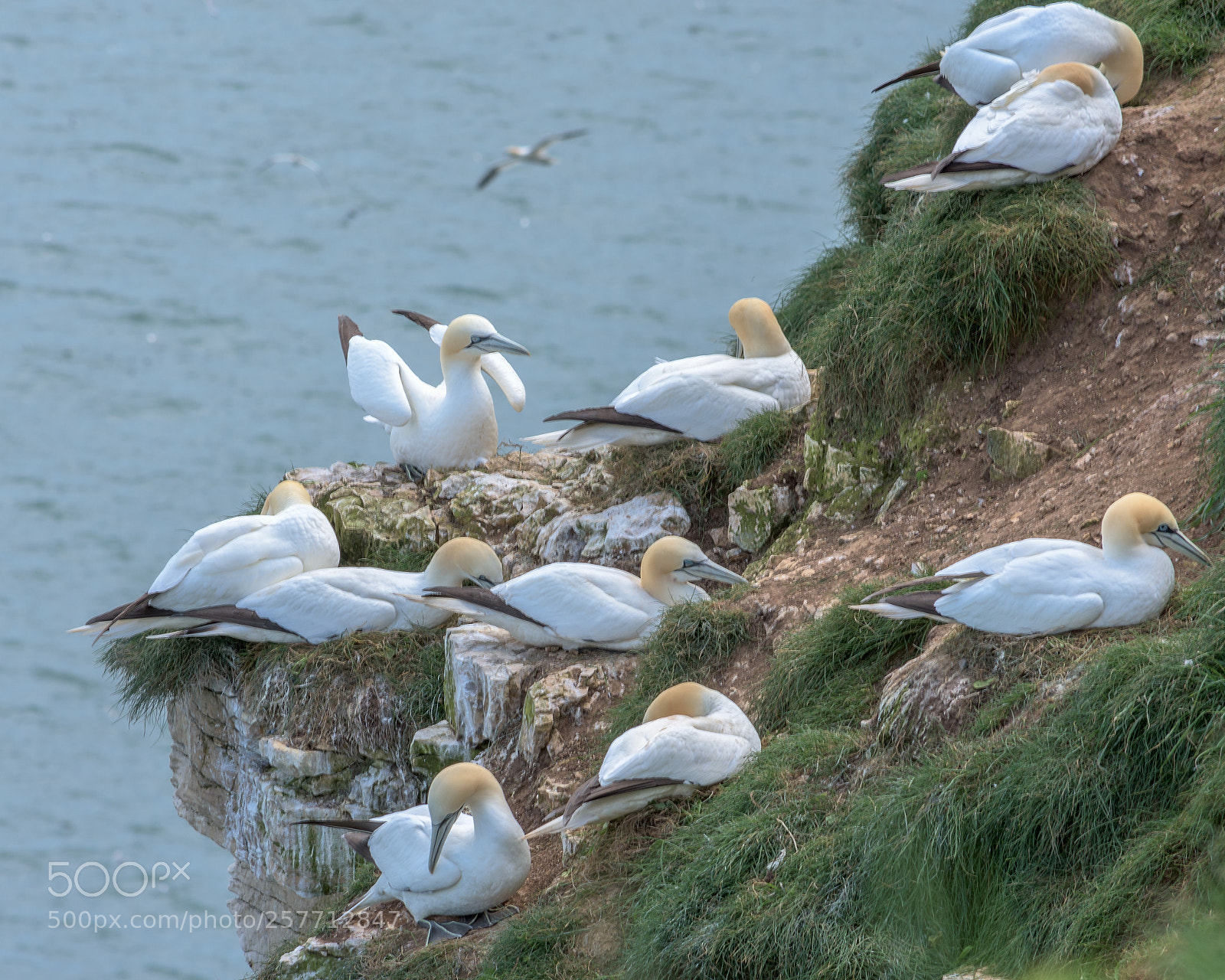 Nikon D7200 sample photo. Gannets at bempton cliffs photography