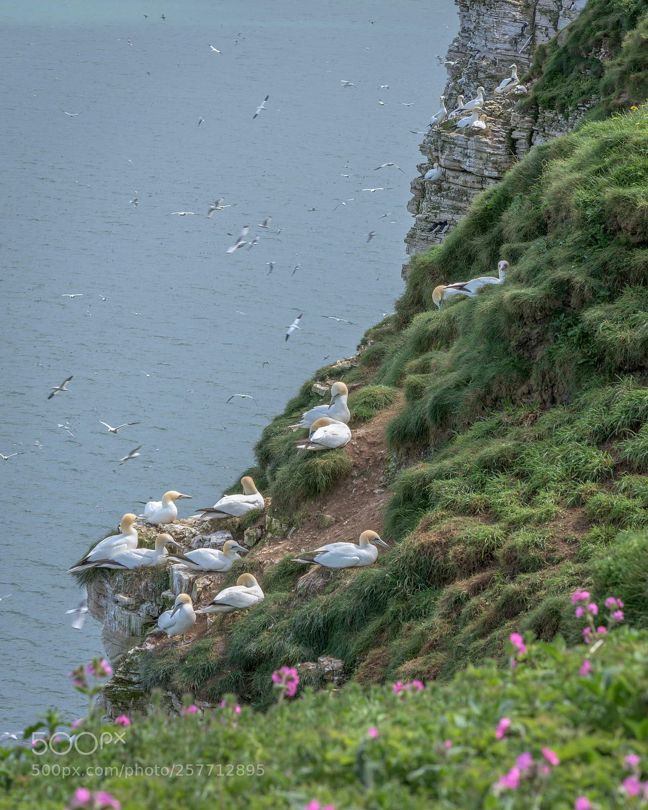 Nikon D7200 sample photo. Gannets at bempton cliffs photography