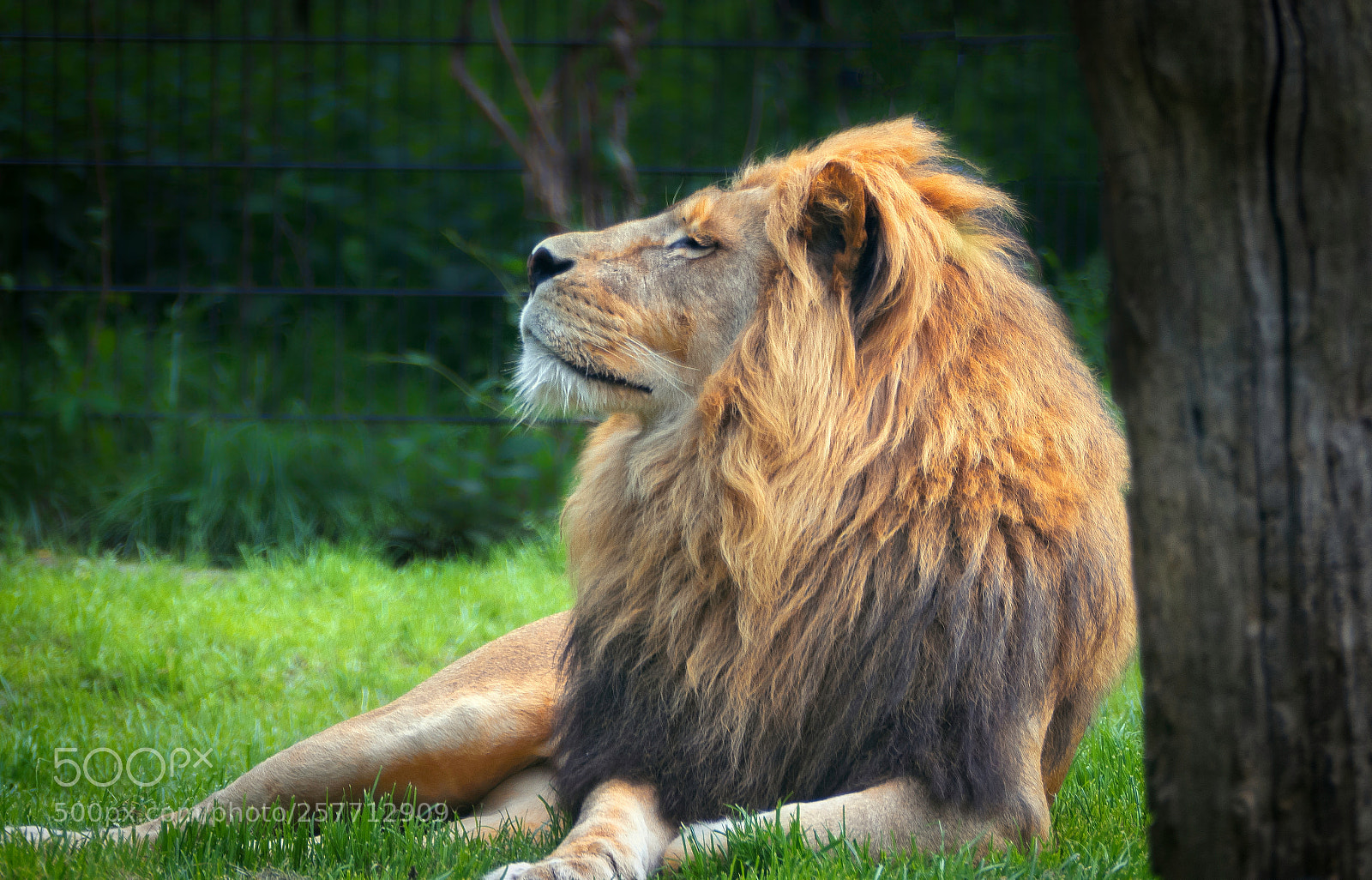 Panasonic Lumix DMC-FZ1000 sample photo. Imprisoned king photography