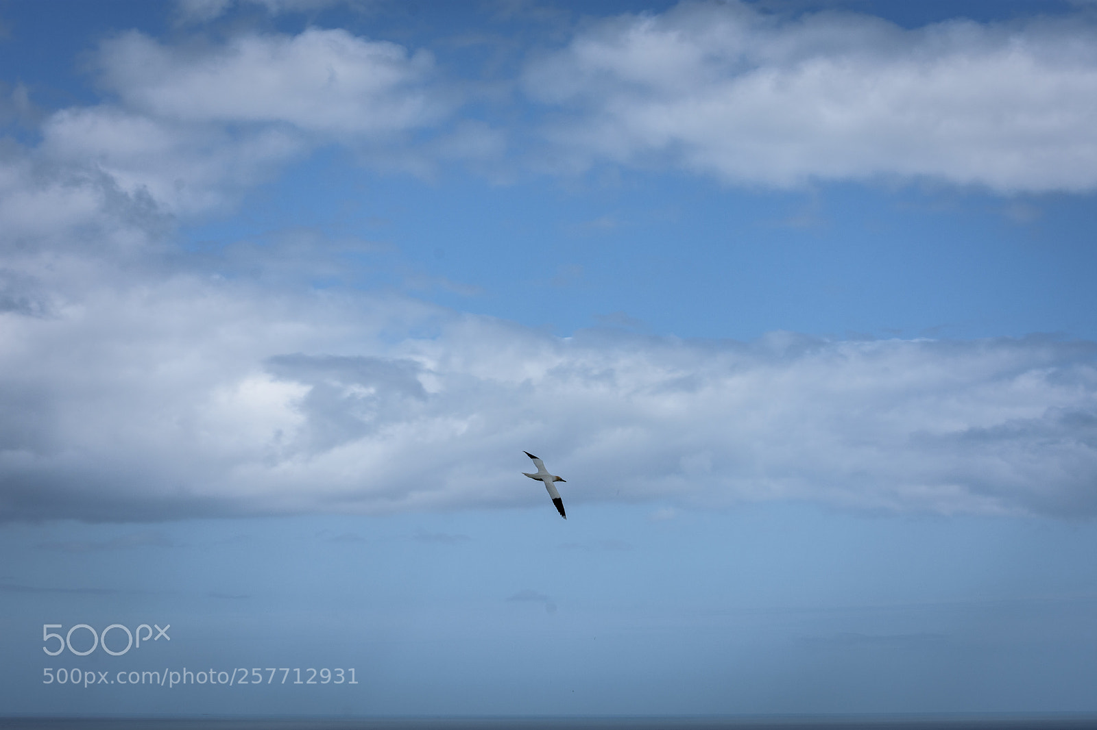 Nikon D7200 sample photo. Gannet in flight at photography