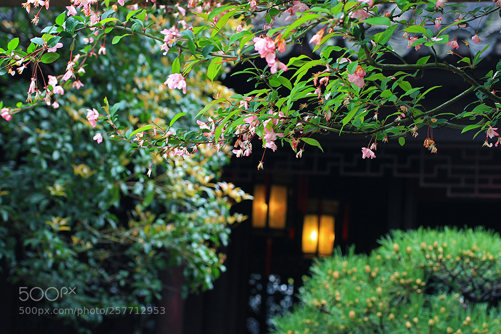 Canon EOS 7D sample photo. Untitled photography