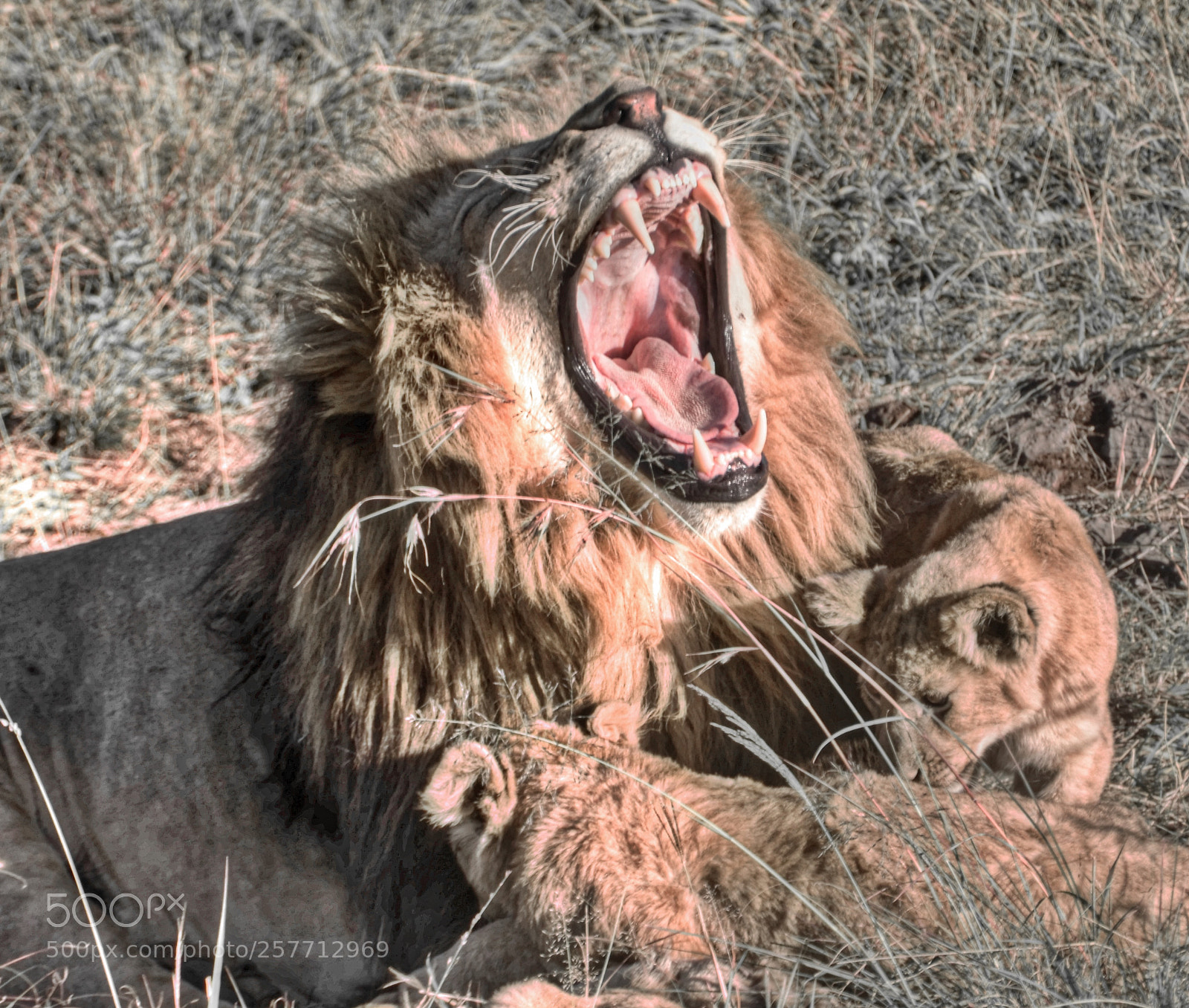 Nikon D7000 sample photo. Roar photography