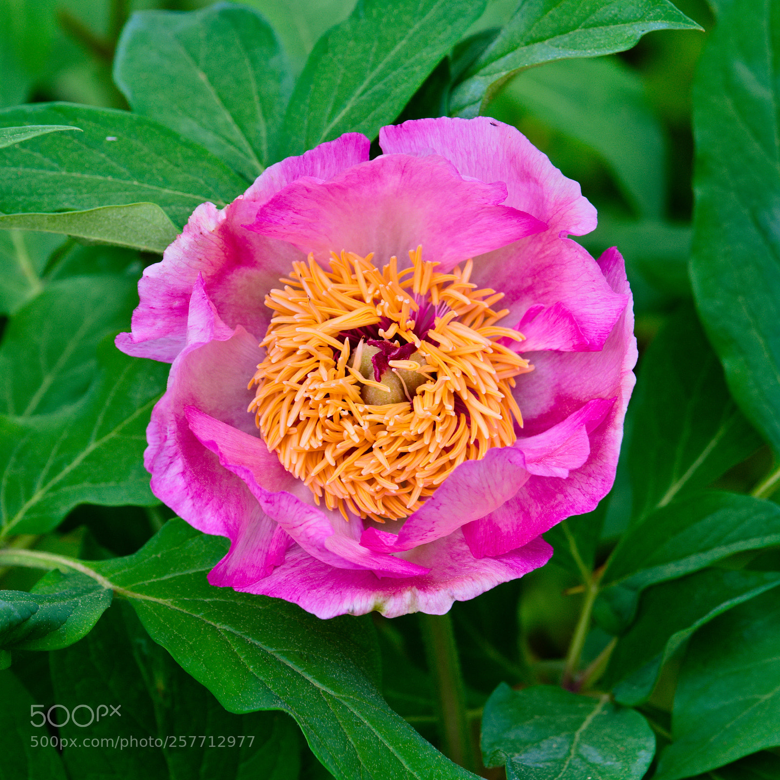 Fujifilm X-T20 sample photo. Paeonia mascula photography