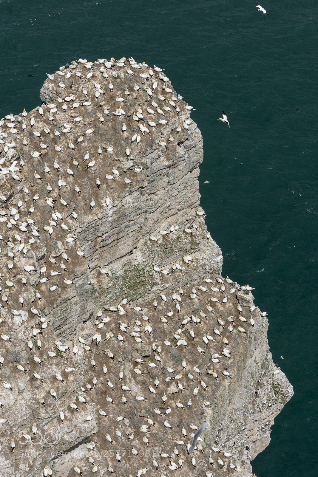 Nikon D7200 sample photo. Gannets on staple newk photography