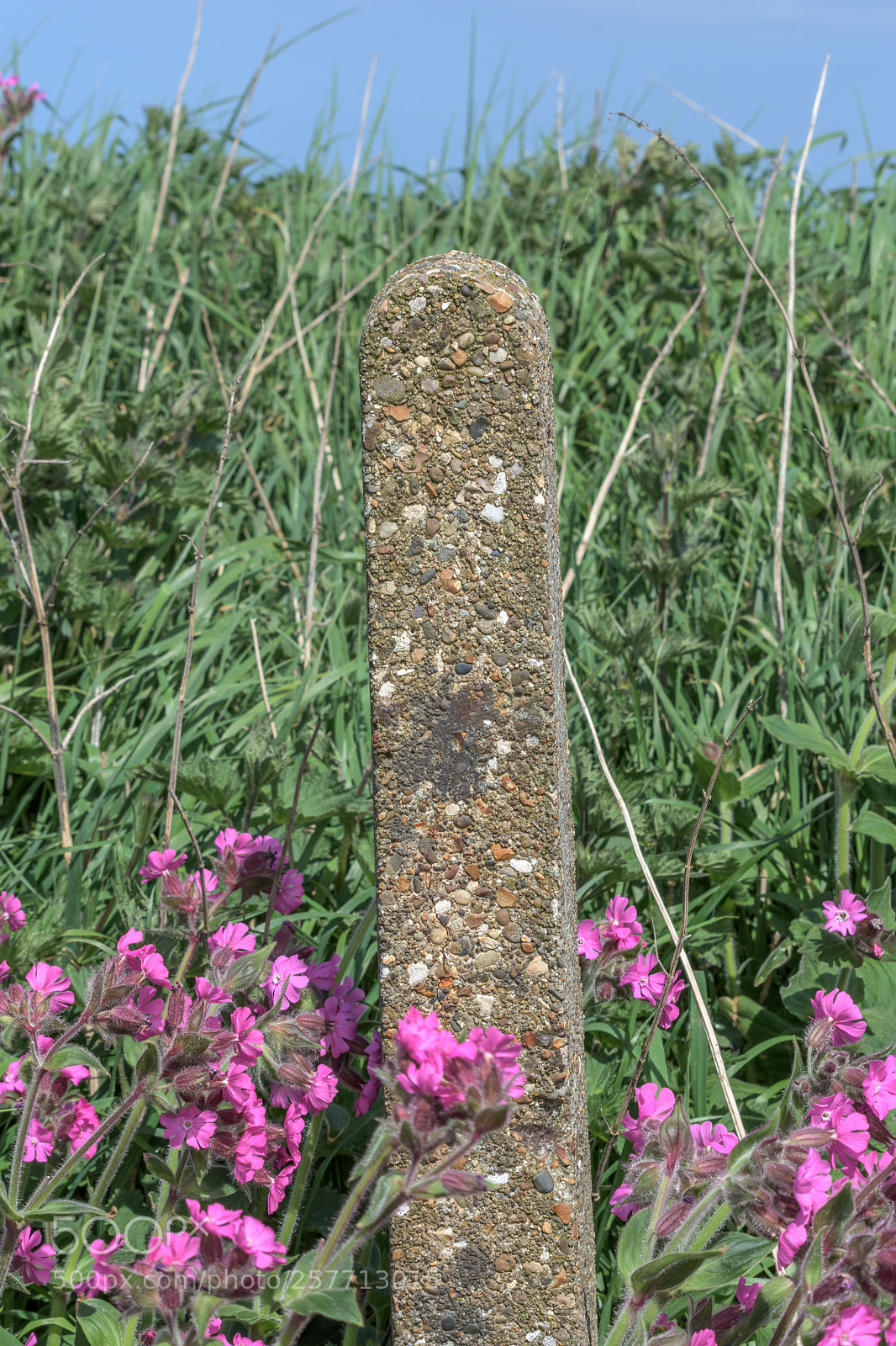Nikon D7200 sample photo. Red campion at bempton photography