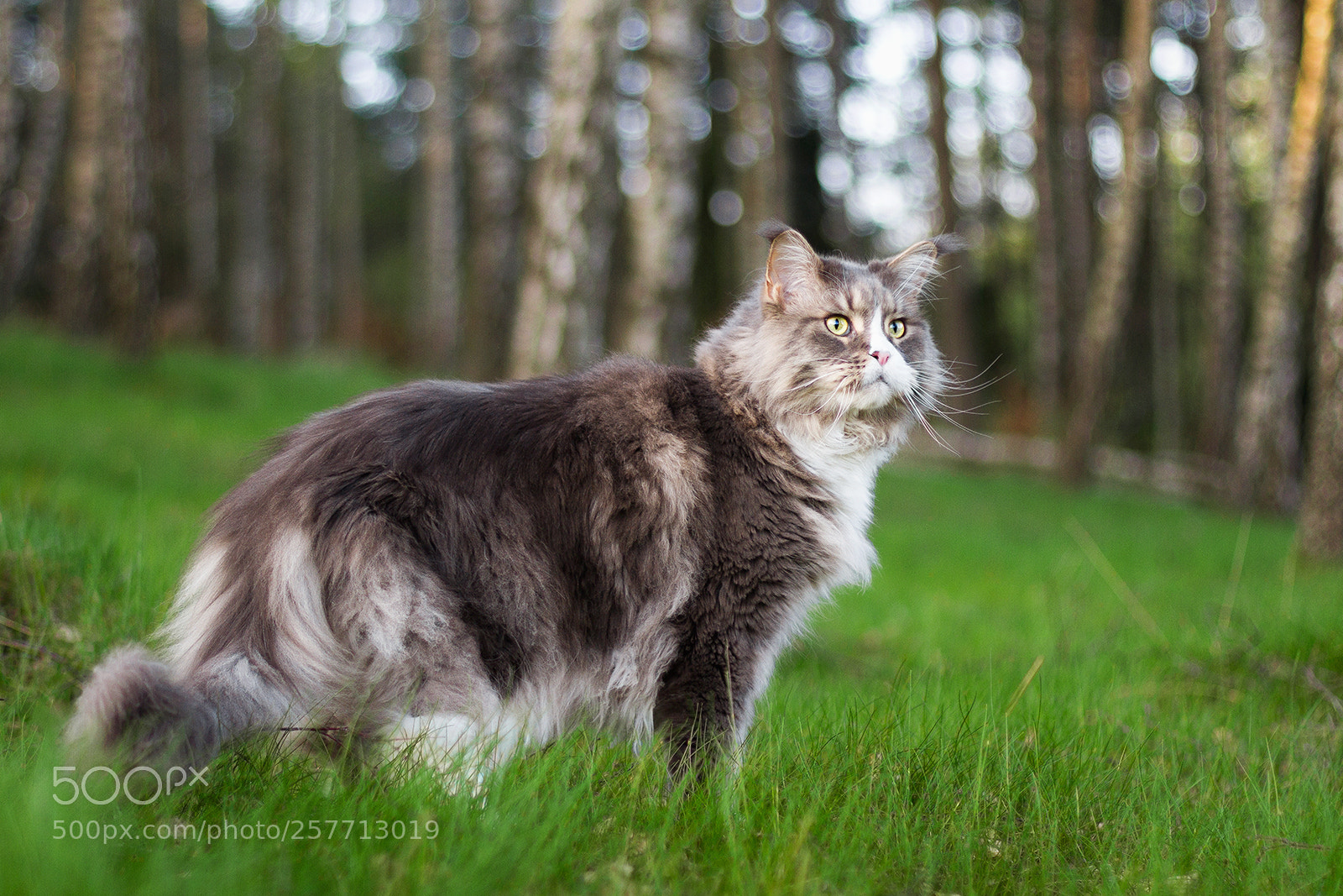Canon EOS 7D sample photo. Spring photography
