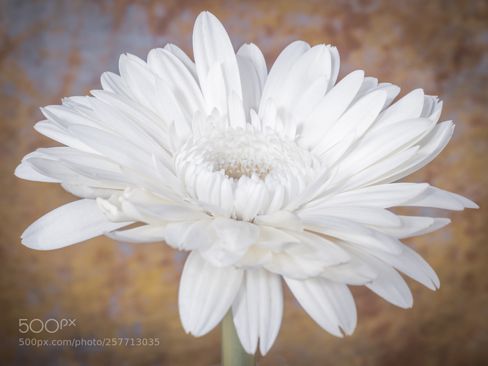 Olympus OM-D E-M1 sample photo. Beautiful flower photography