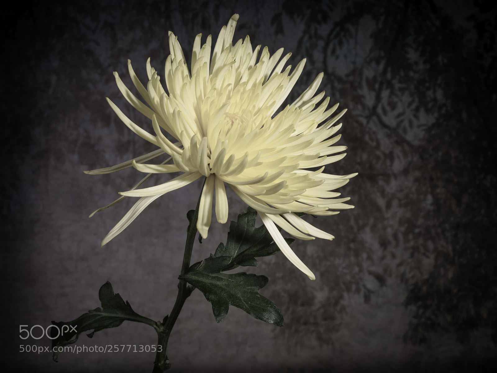 Olympus OM-D E-M1 sample photo. Beautiful flower photography