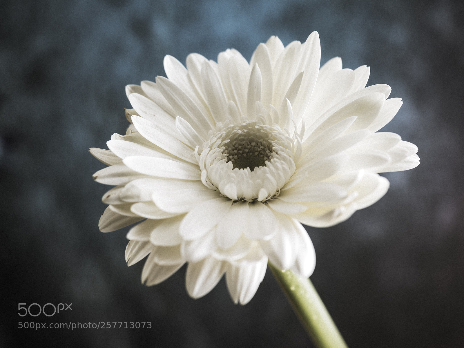 Olympus OM-D E-M1 sample photo. Beautiful flower photography