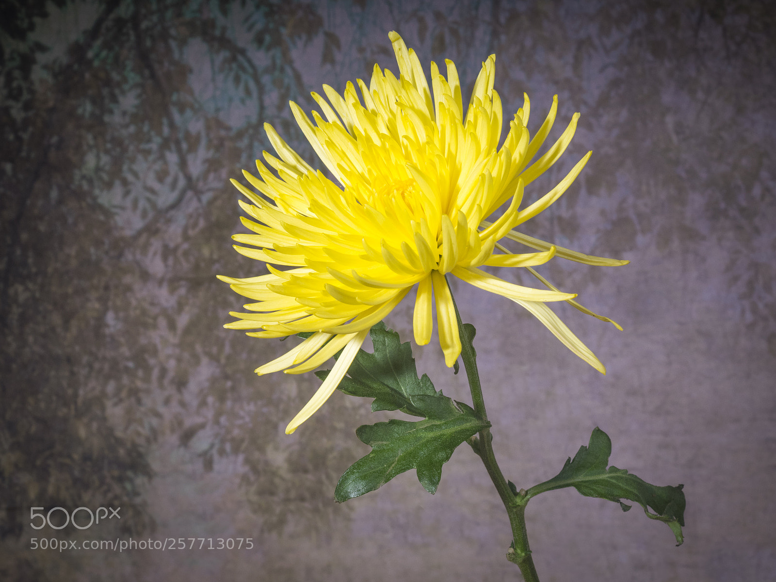 Olympus OM-D E-M1 sample photo. Beautiful flower photography