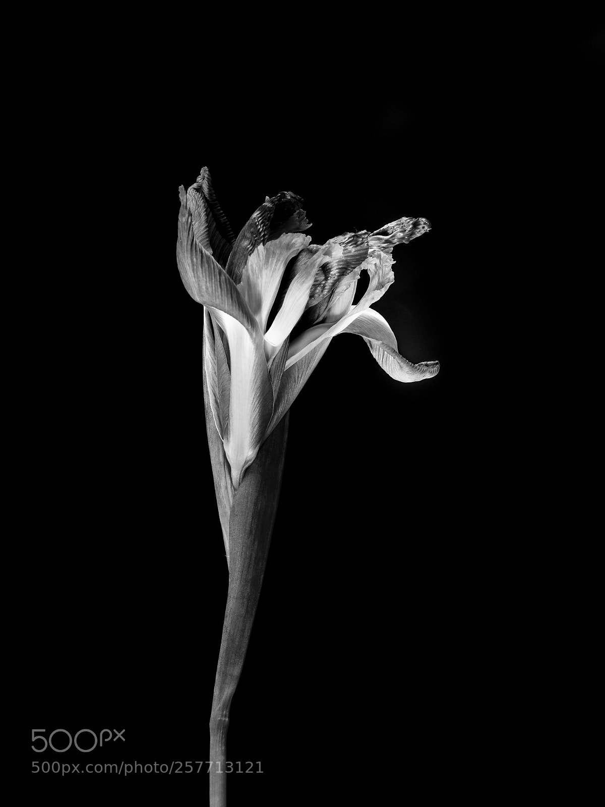 Olympus OM-D E-M1 sample photo. Beautiful flower photography