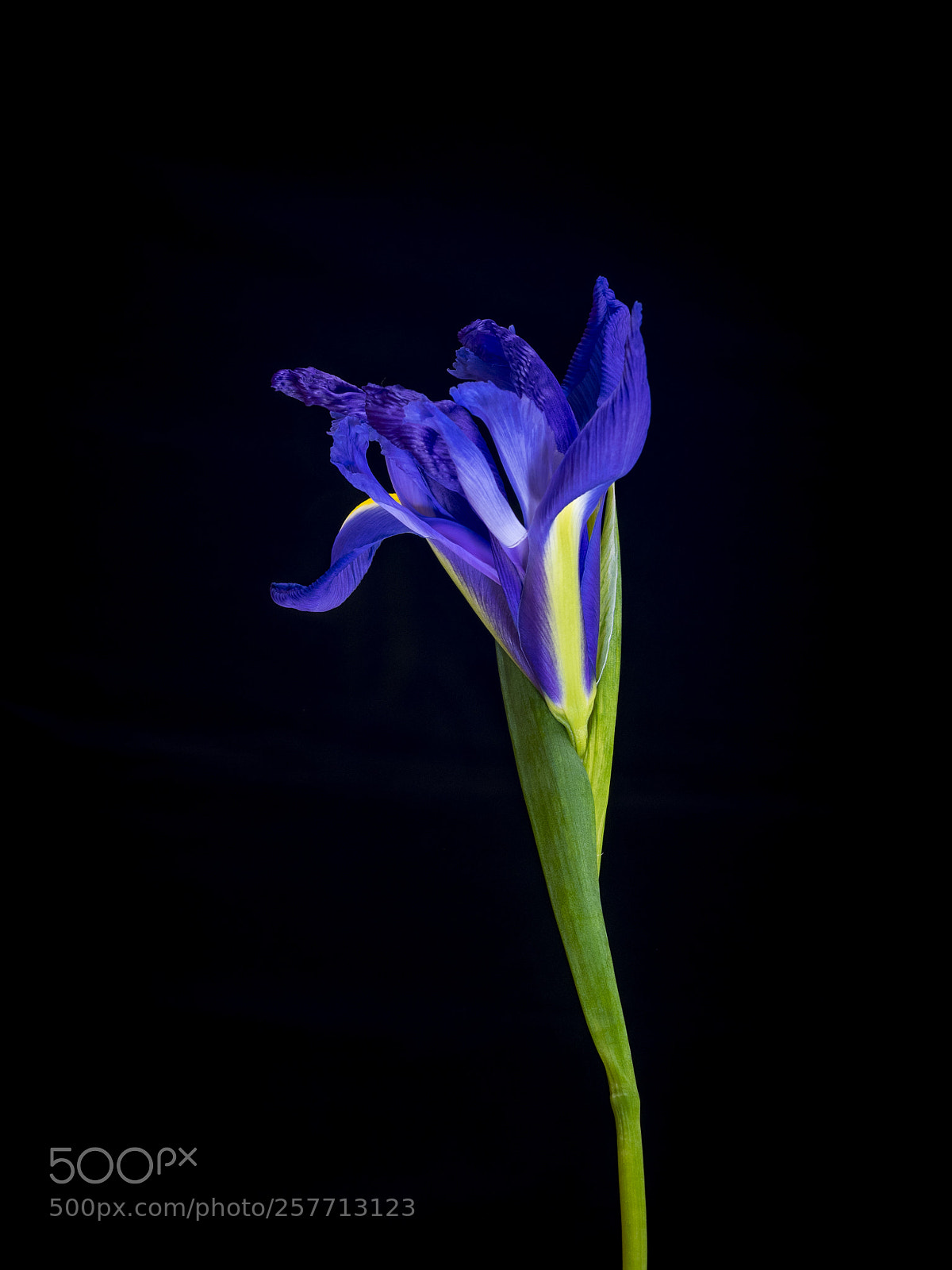 Olympus OM-D E-M1 sample photo. Beautiful flower photography