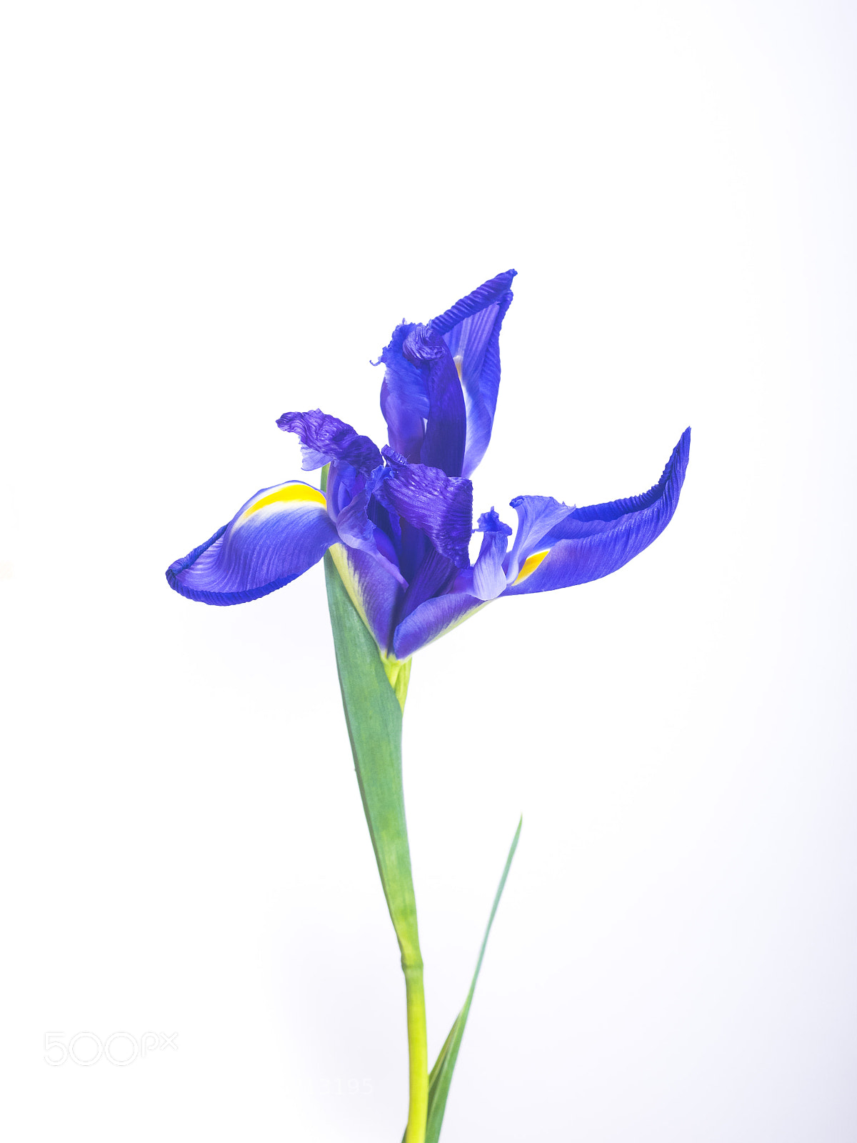 Olympus OM-D E-M1 sample photo. Beautiful flower photography