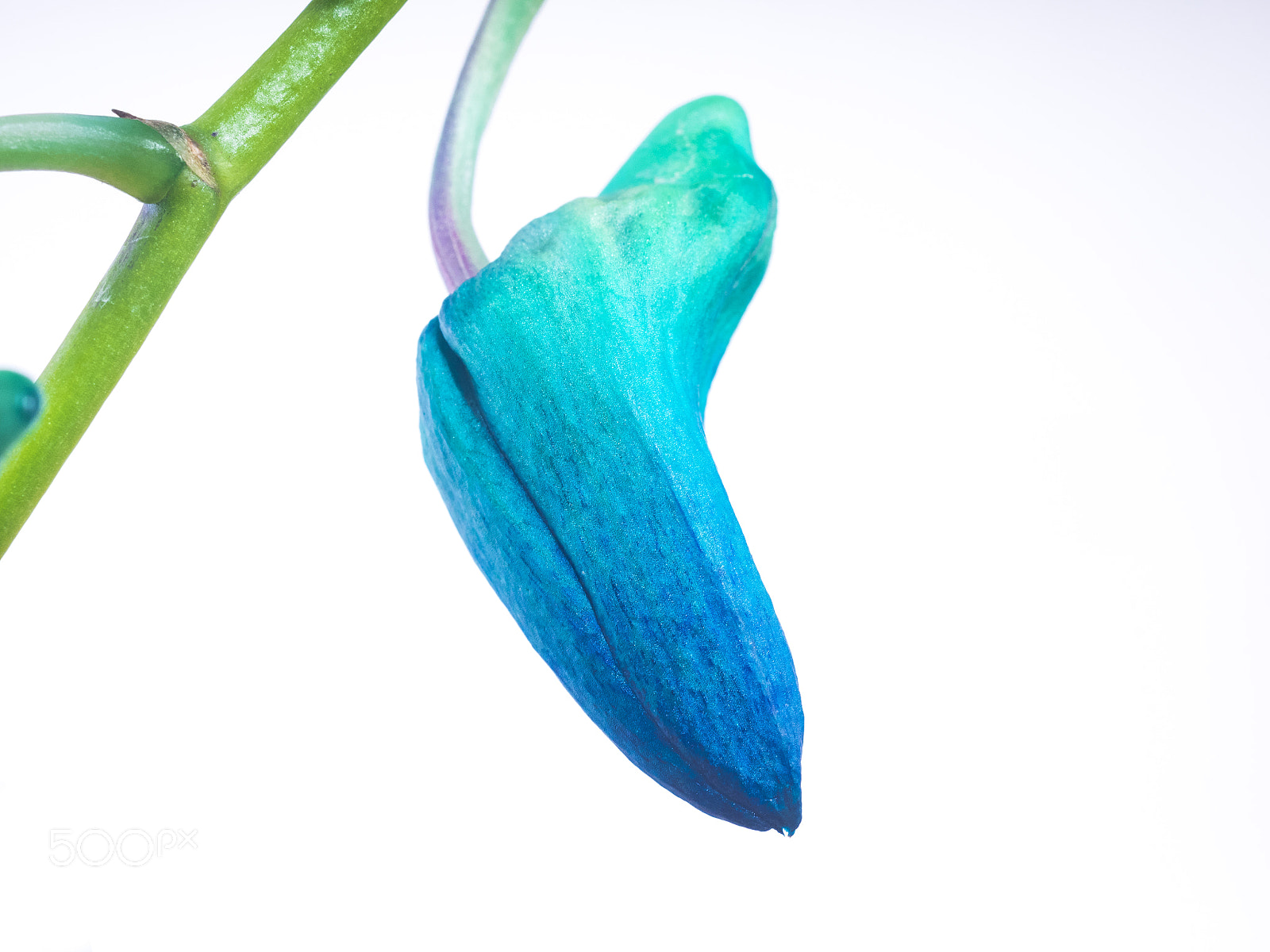 Olympus OM-D E-M1 sample photo. Beautiful flower photography