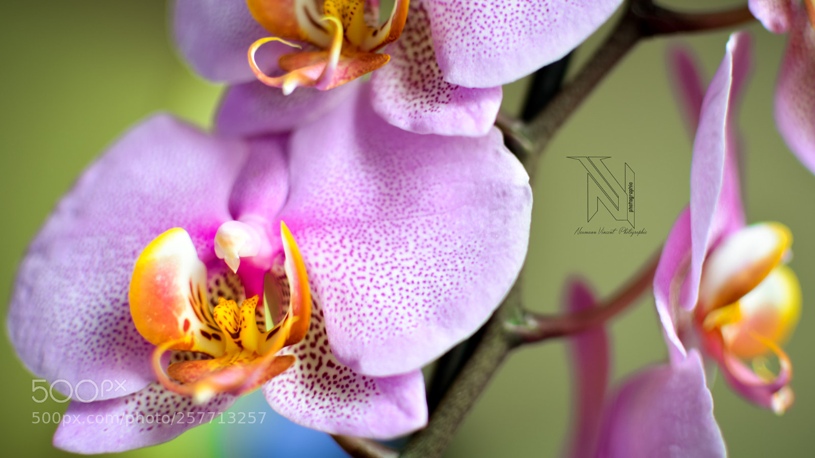 Nikon D5200 sample photo. Orchidée - phalaenopsis photography