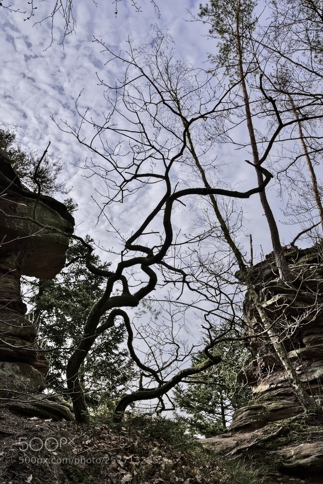 Nikon D750 sample photo. Tree30 photography