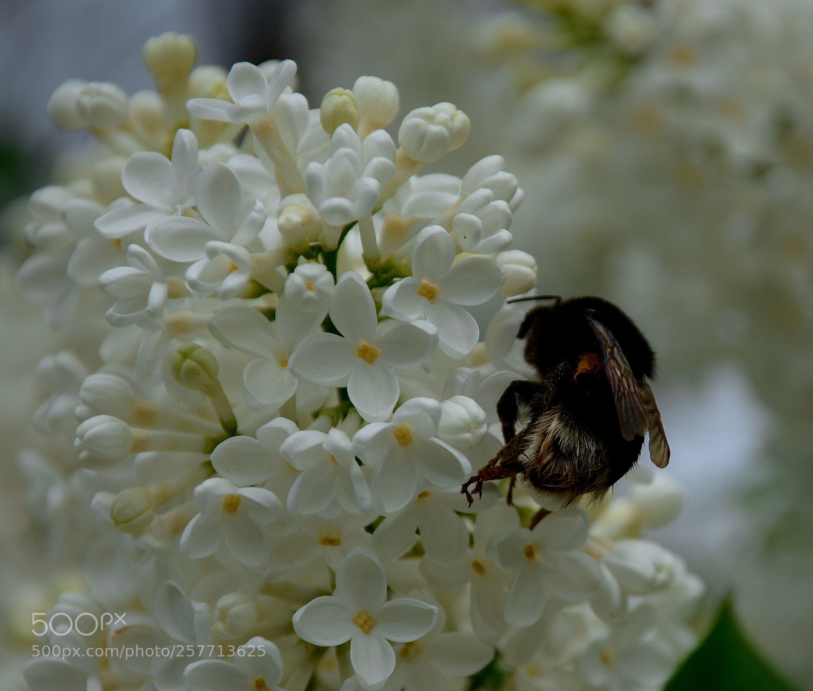 Nikon D7000 sample photo. Bee photography