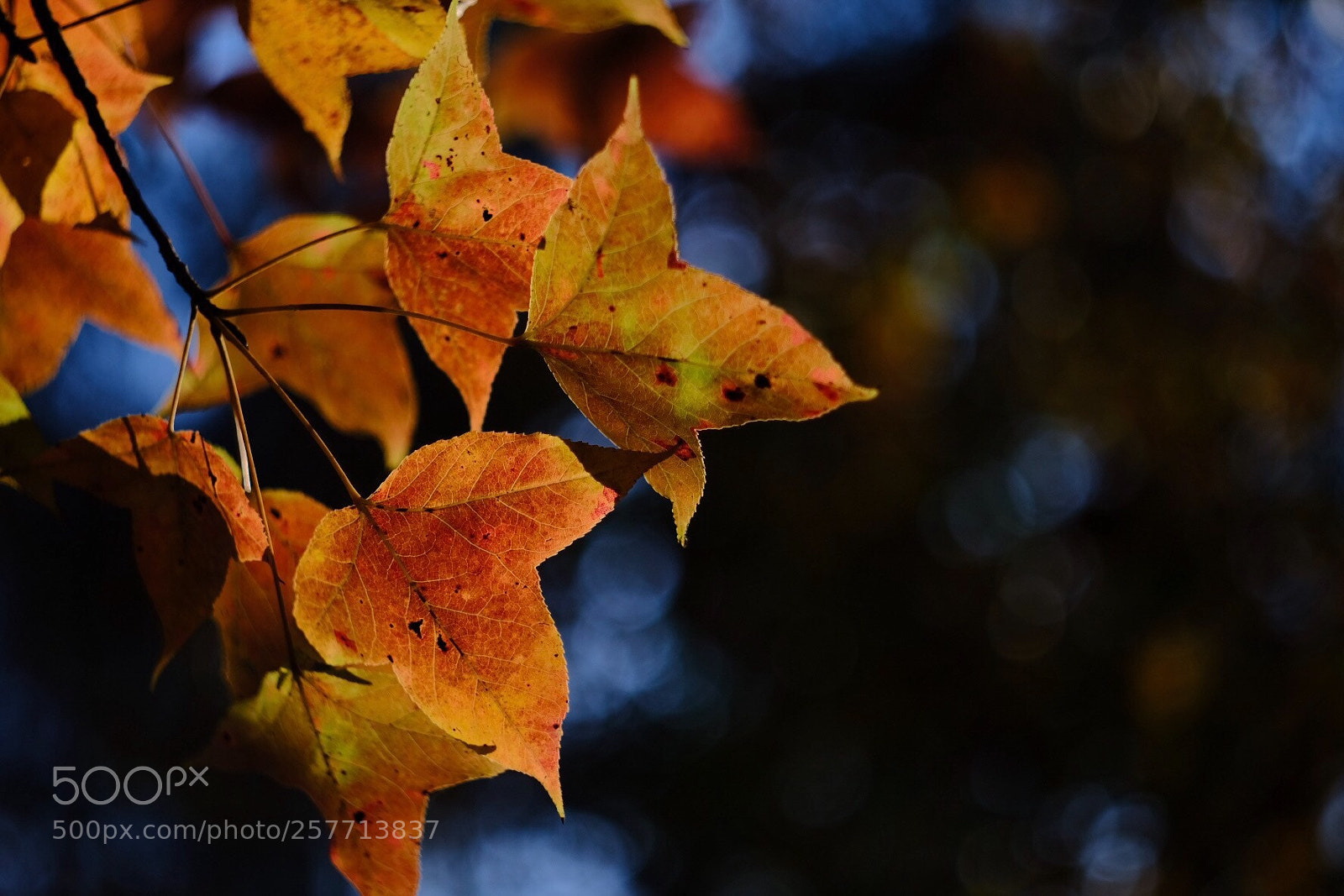 Fujifilm X-T20 sample photo. Red leaves photography