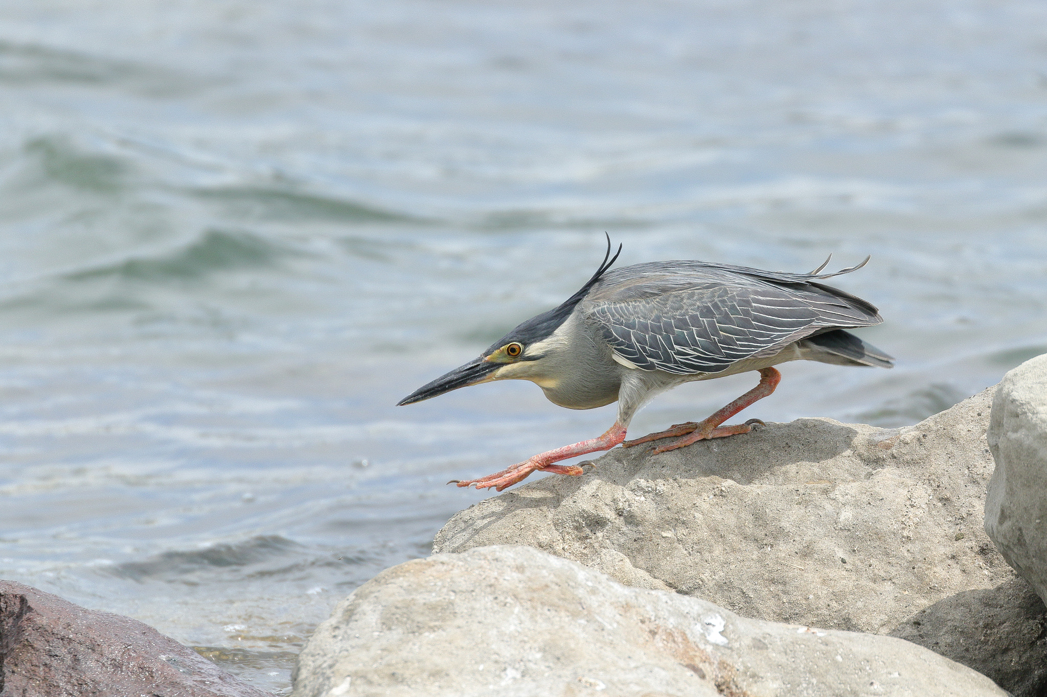 ササゴイ 7I2A3030