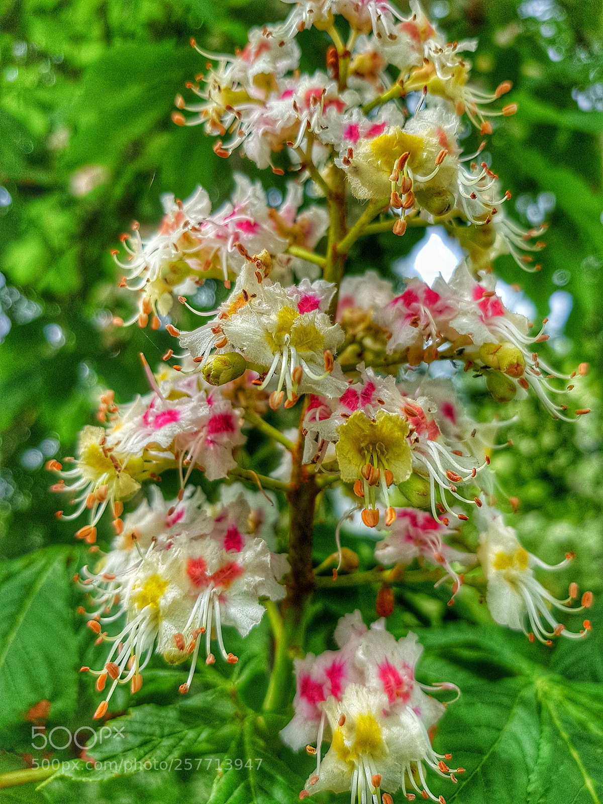 Samsung Galaxy S8+ sample photo. Beautiful flower photography