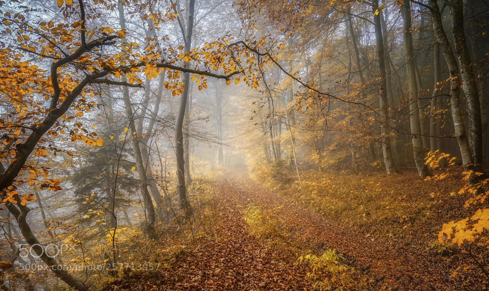 Sony a7 sample photo. Autumn path photography