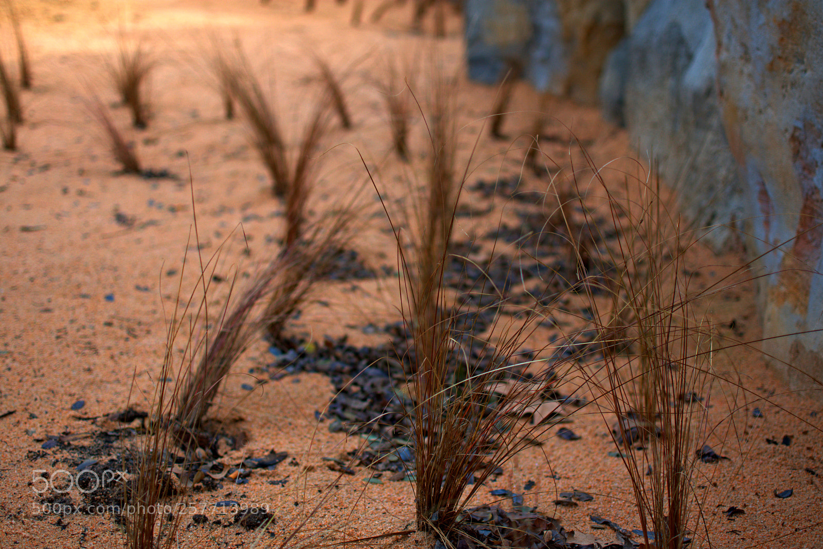Nikon D3400 sample photo. Desert like photography