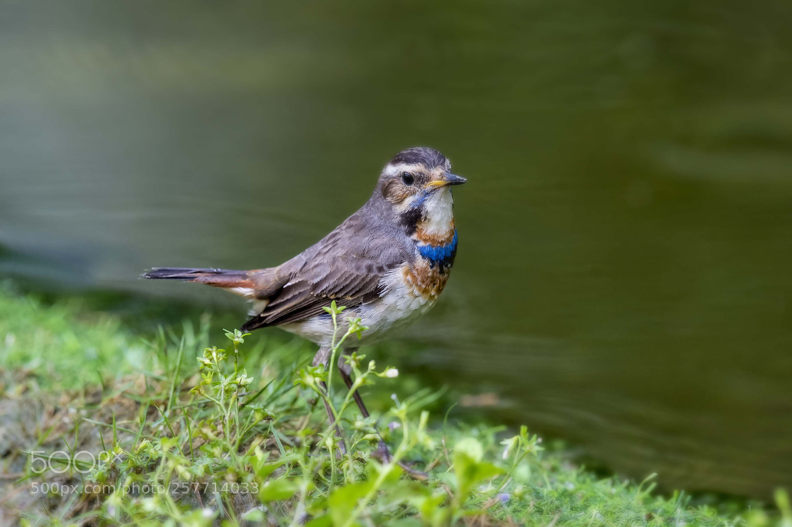 Nikon D4 sample photo. Bluethroat taking a drink photography