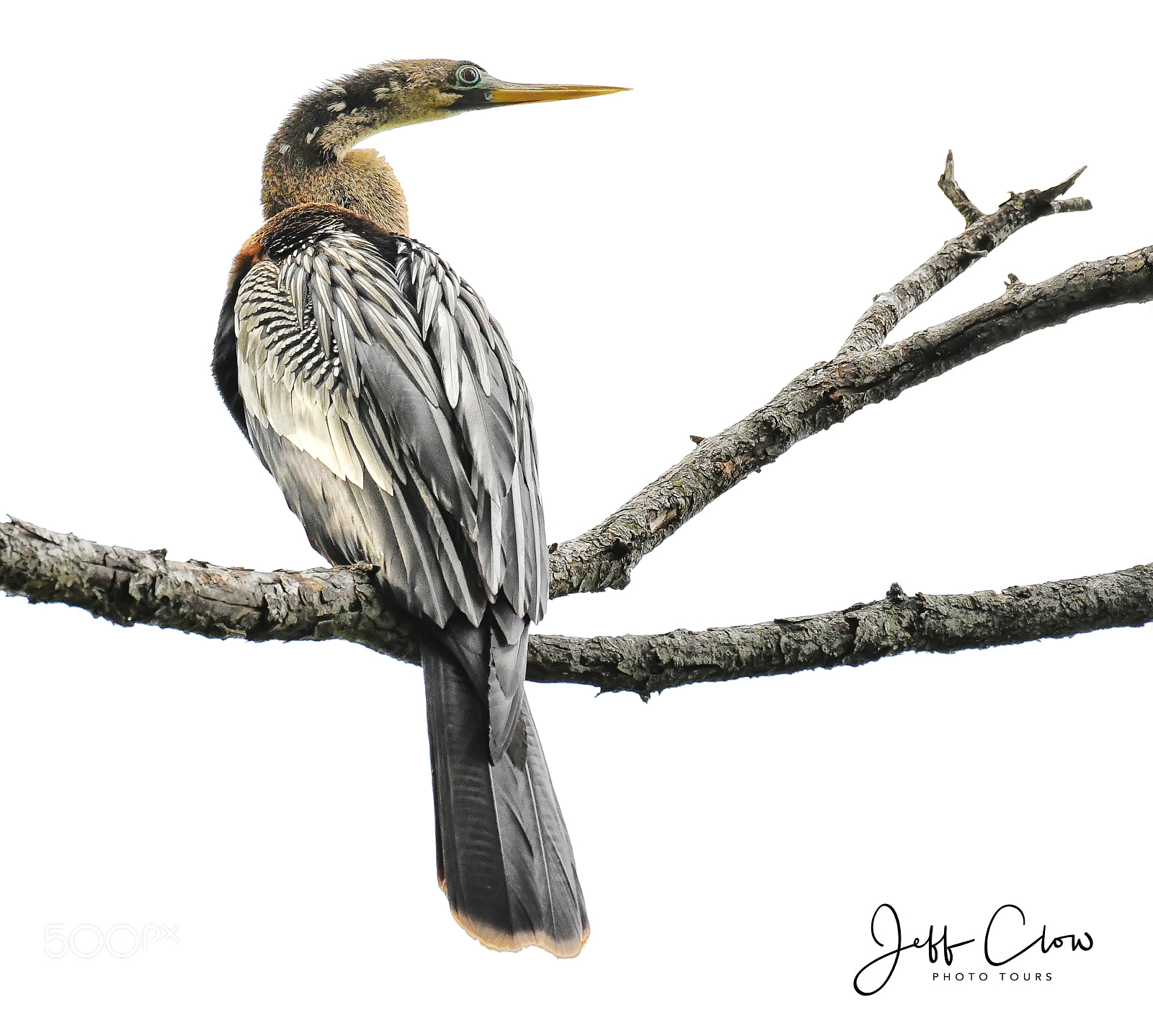 Nikon D500 sample photo. Female anhinga photography