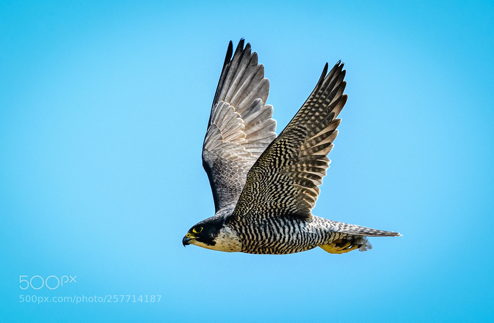 Nikon D850 sample photo. Peregrine falcon flying photography