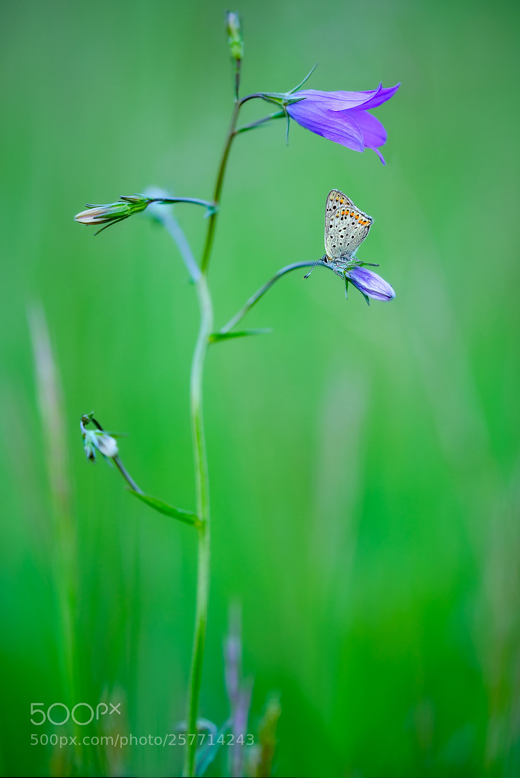 Sony a7 sample photo. Lycaena tityrus photography