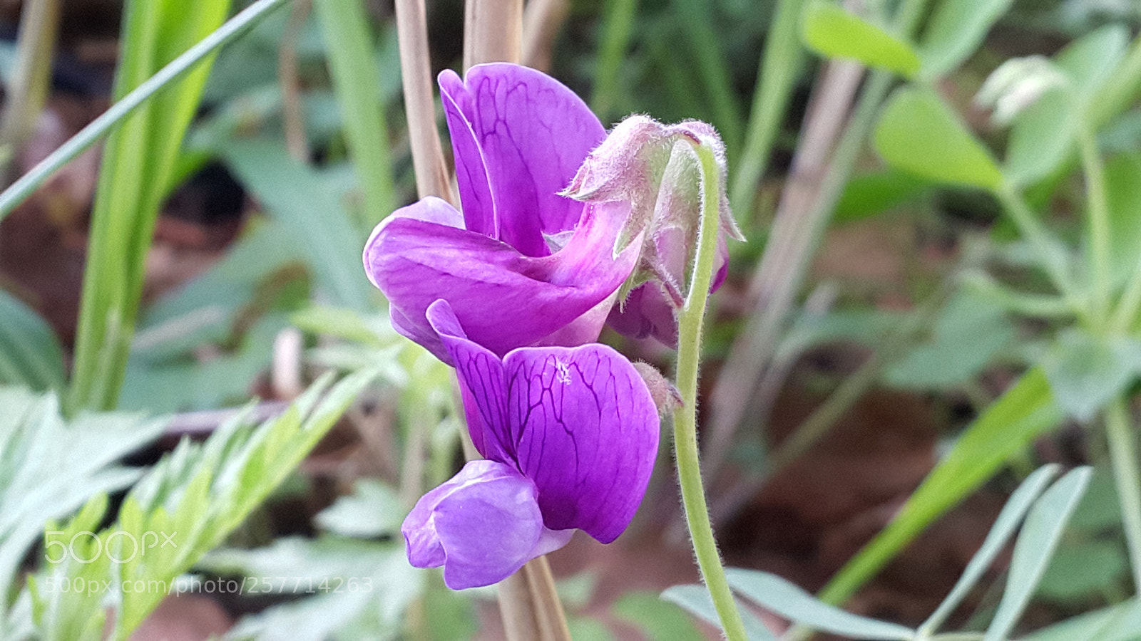 Samsung Galaxy Note4 sample photo. Untitled photography