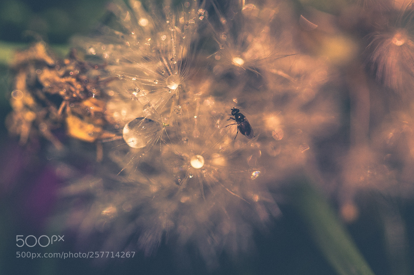 Sony a7 II sample photo. Thirsty bug photography