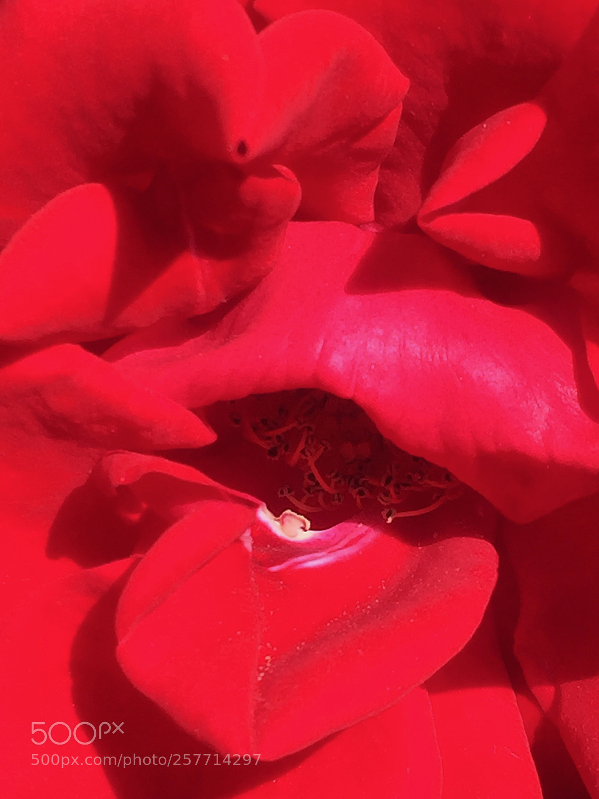 Apple iPhone 6 Plus sample photo. Untitled photography