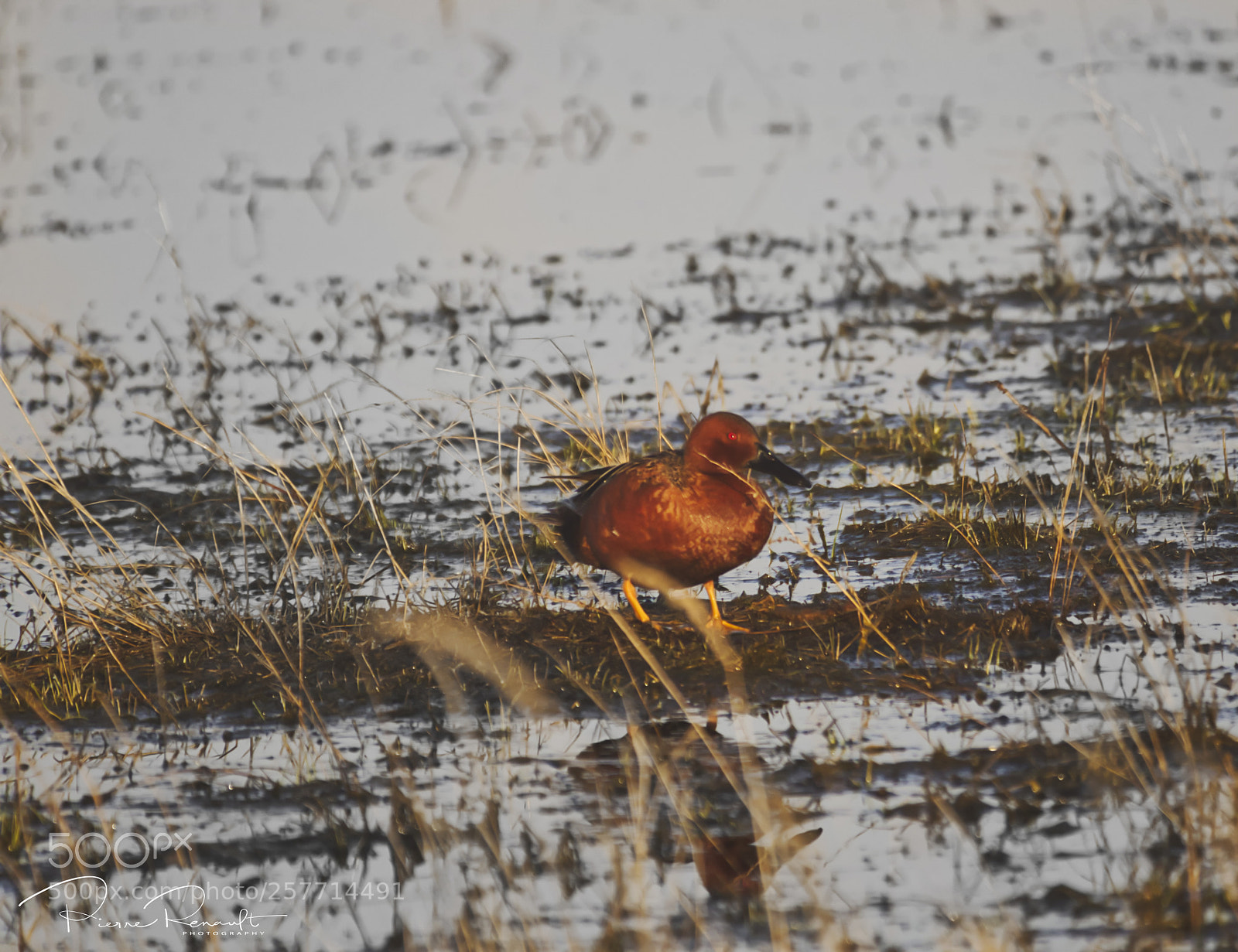 Panasonic Lumix DMC-GH4 sample photo. Cinnamon teal photography