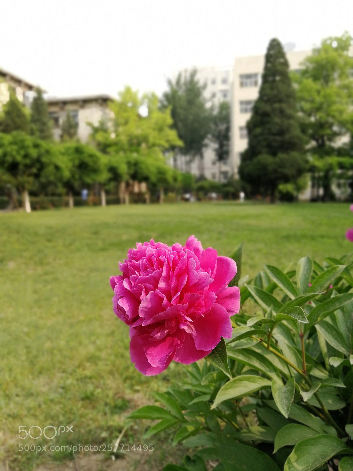HUAWEI P10 Plus sample photo. Untitled photography