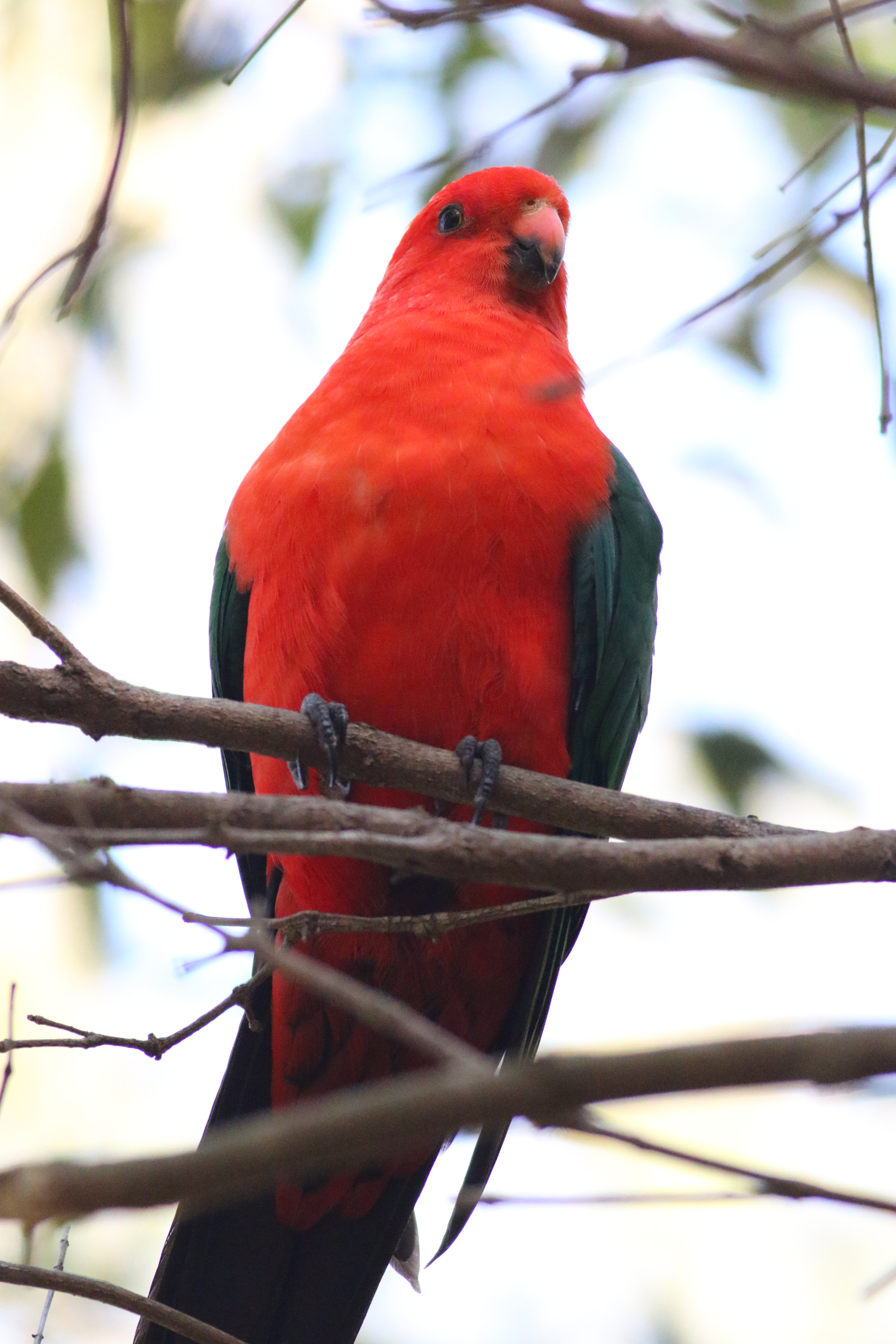 Canon EOS 7D Mark II + Canon EF 400mm F5.6L USM sample photo. Ia photography