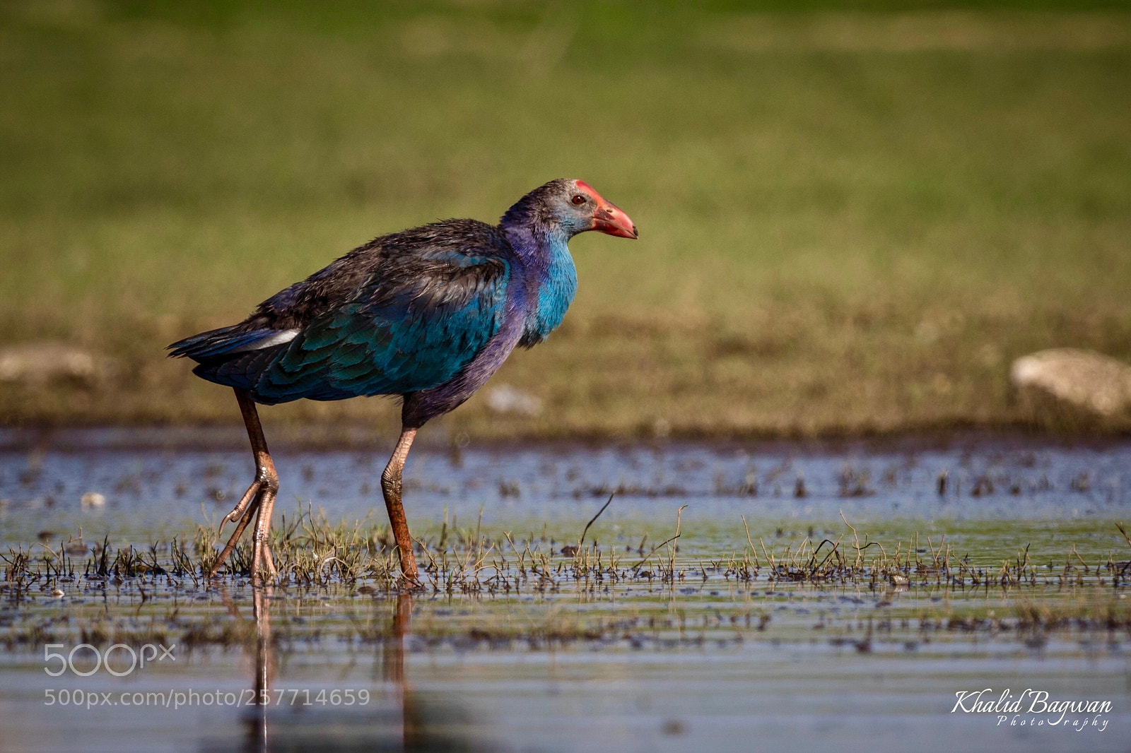 Canon EOS 7D Mark II sample photo. Grey-headed swamphen photography