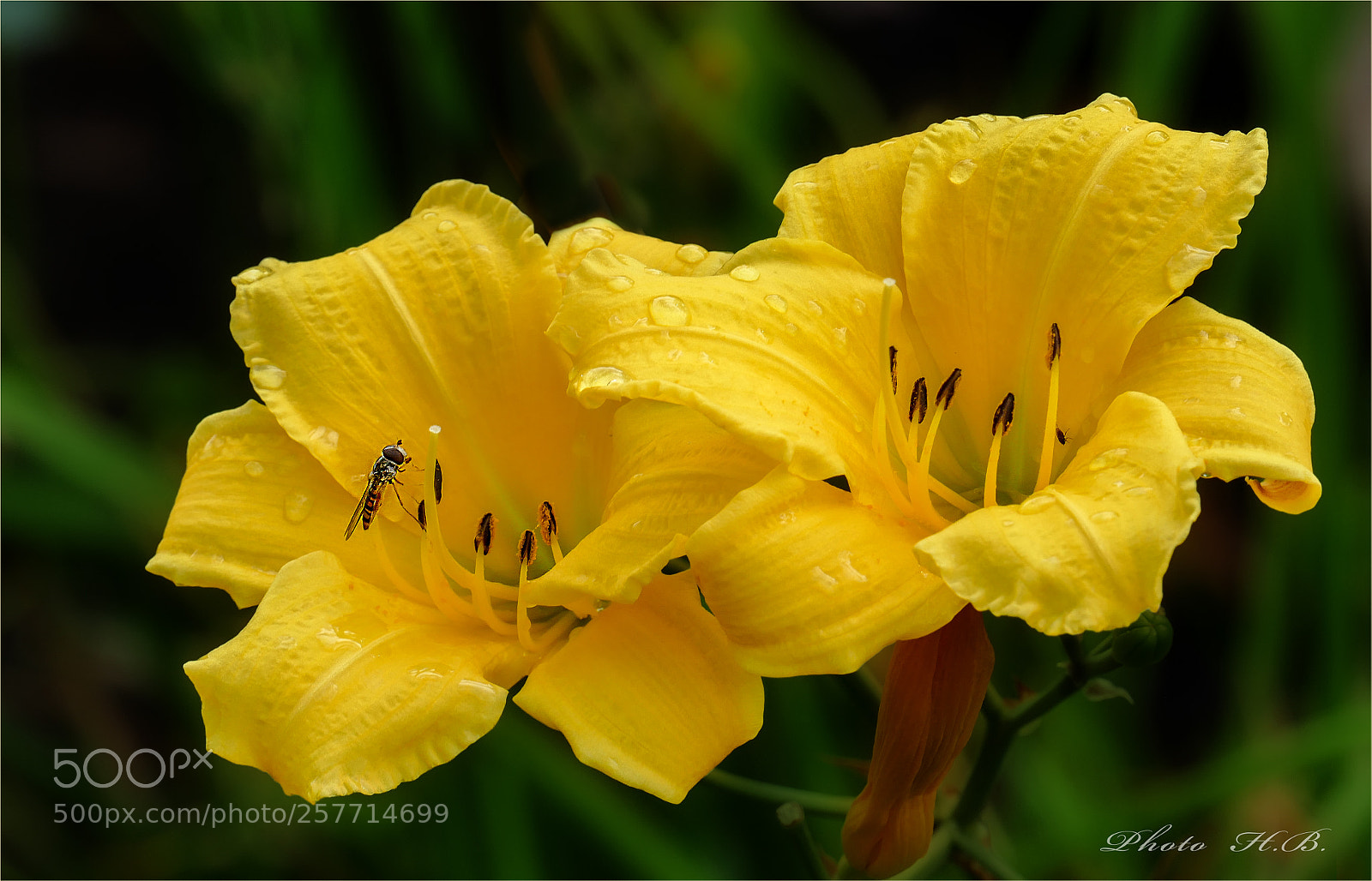 Panasonic Lumix DMC-FZ1000 sample photo. Daylilies photography