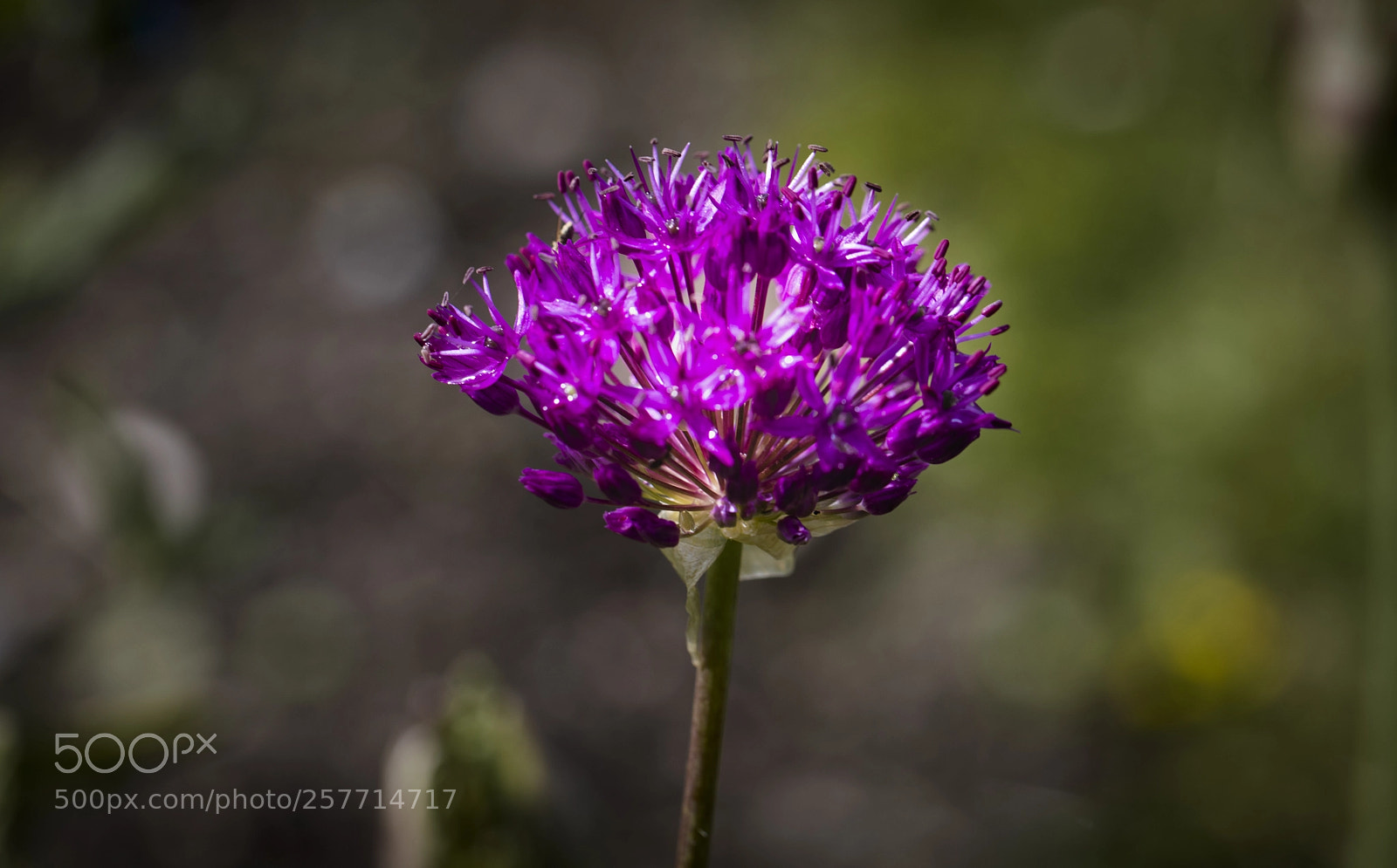Canon EOS 5D Mark IV sample photo. Loaner photography