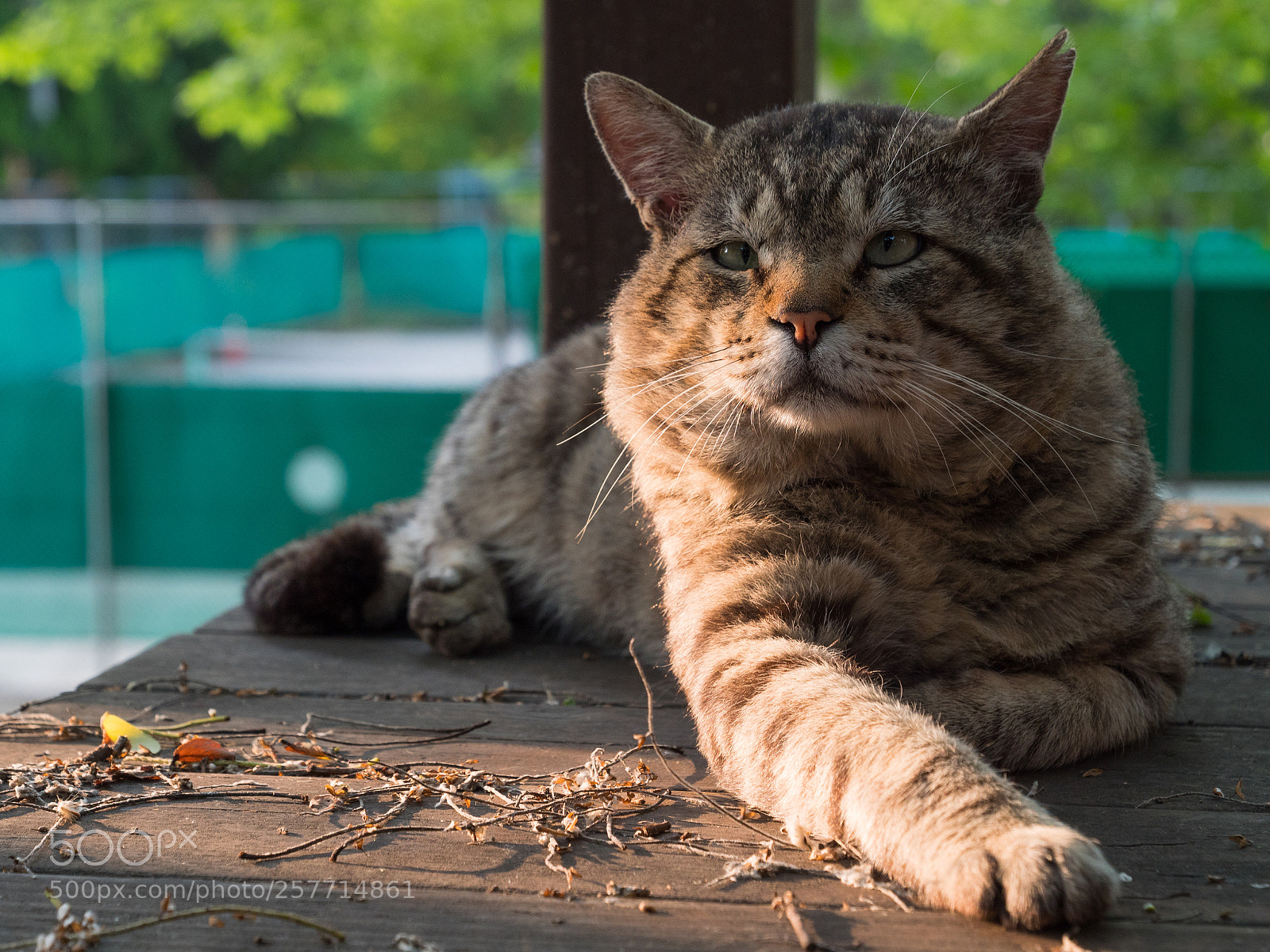 Panasonic Lumix DC-G9 sample photo. 해질녘에 쉬고있는 길고양이 photography