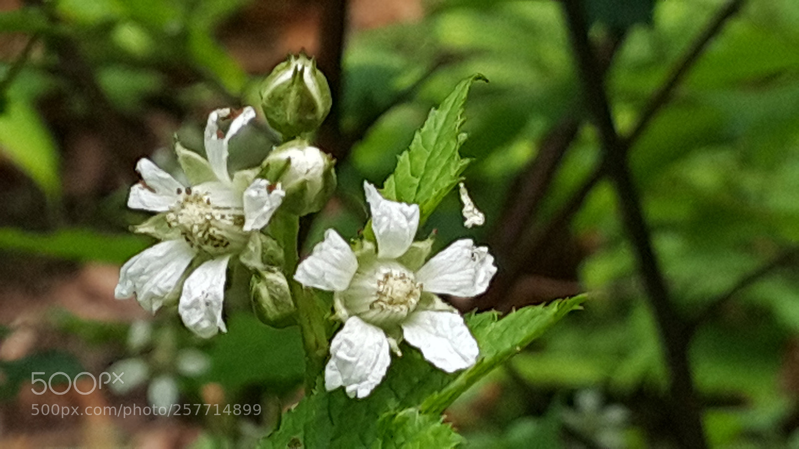 Samsung Galaxy Note4 sample photo. Untitled photography